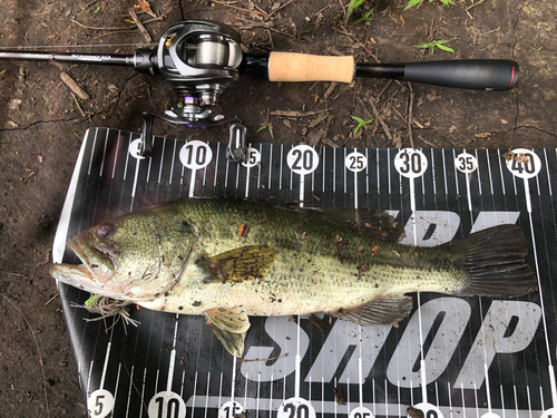 ブラックバスの釣果