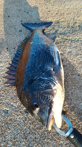 チヌの釣果