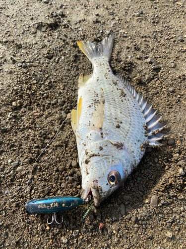 キビレの釣果