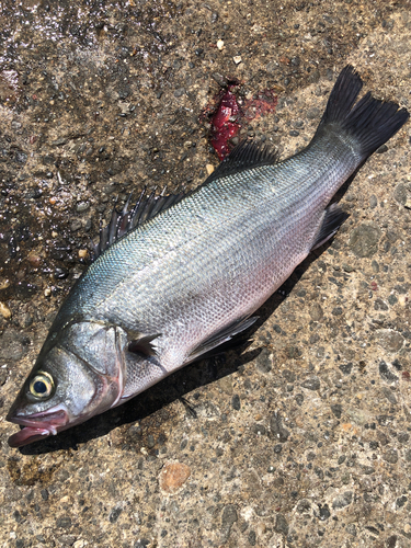 ヒラスズキの釣果