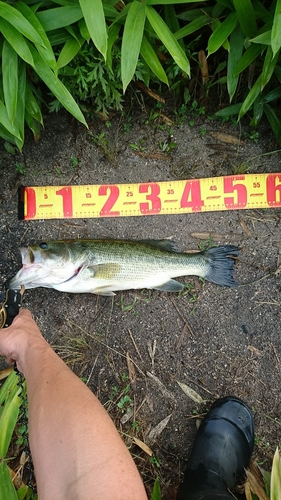 ブラックバスの釣果