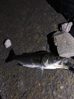 セイゴ（マルスズキ）の釣果