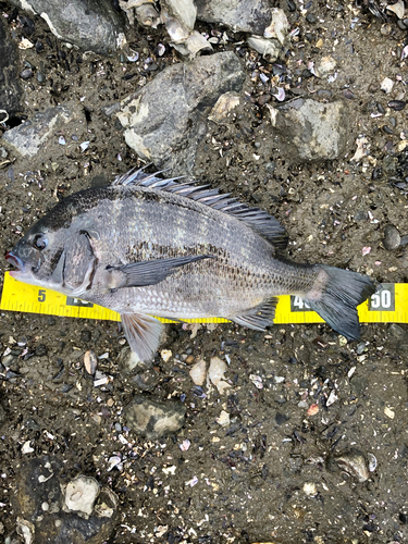 クロダイの釣果