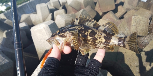 タケノコメバルの釣果