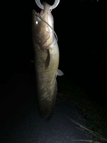 ナマズの釣果