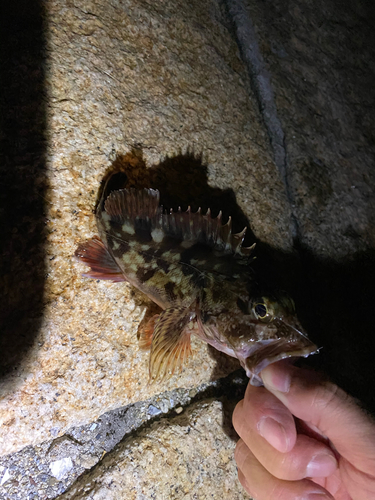 カサゴの釣果