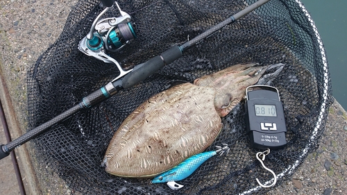 モンゴウイカの釣果