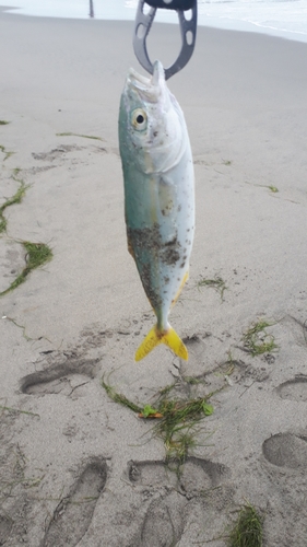 ワカシの釣果