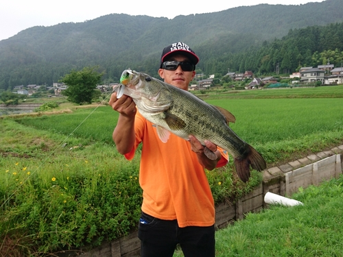 ブラックバスの釣果