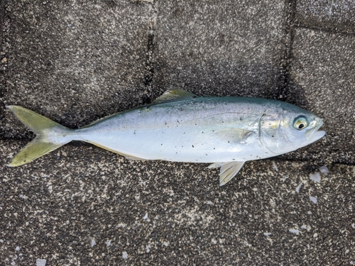 ワカシの釣果