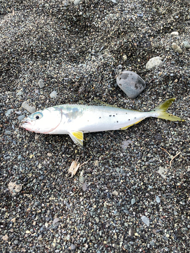 ワカシの釣果