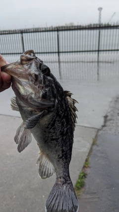 クロソイの釣果