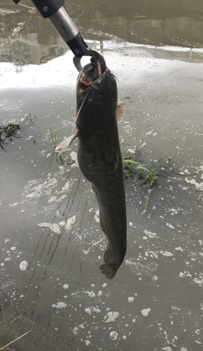 ナマズの釣果