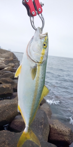 イナダの釣果