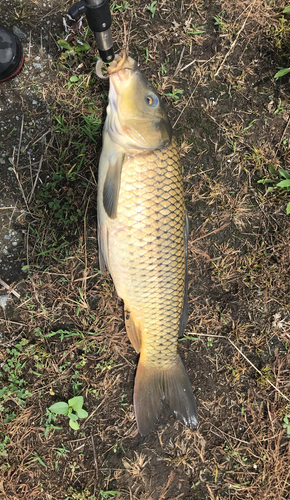 コイの釣果