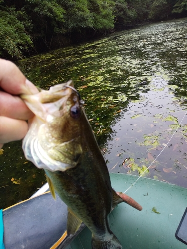 ブラックバスの釣果