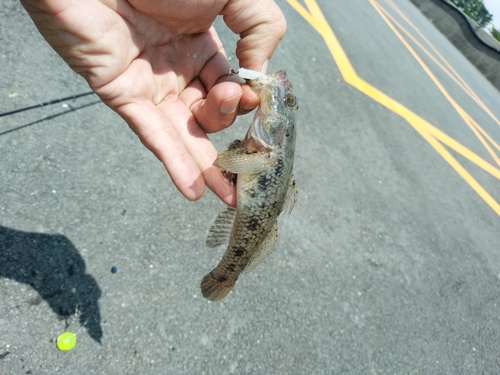 ハゼの釣果