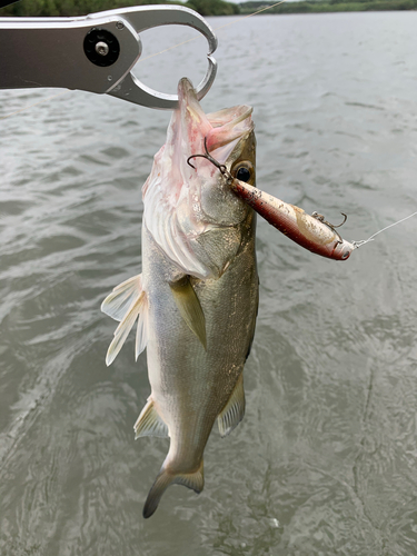 セイゴ（マルスズキ）の釣果