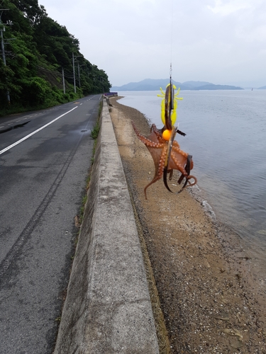 マダコの釣果