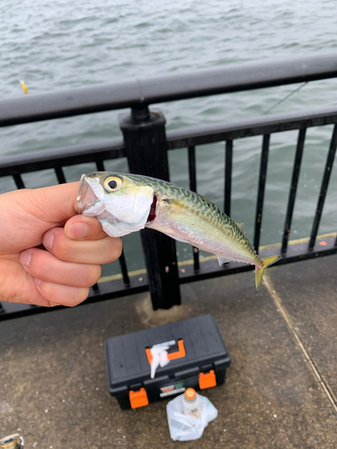 サバの釣果