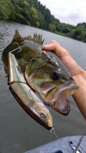 ブラックバスの釣果