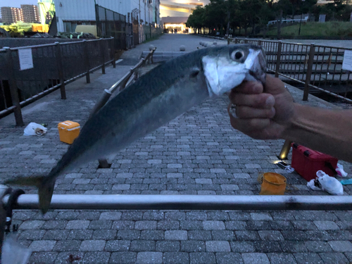 サバの釣果