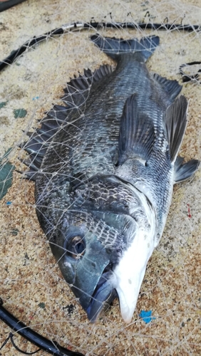 チヌの釣果