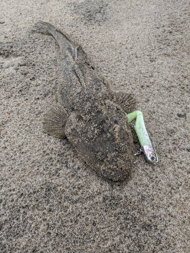 マゴチの釣果