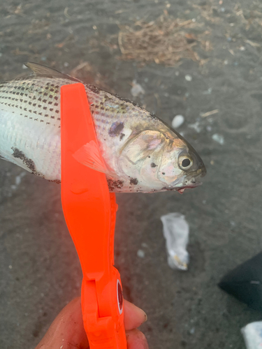 コノシロの釣果