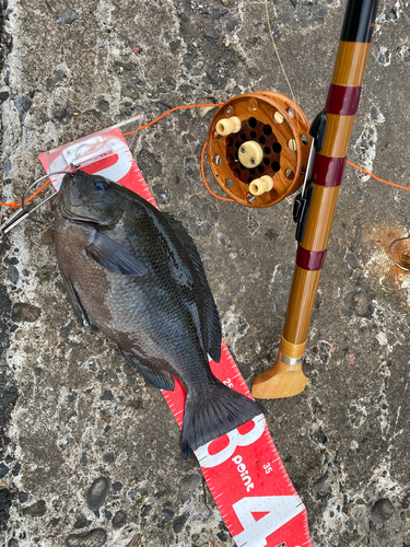 メジナの釣果