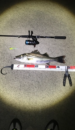 シーバスの釣果