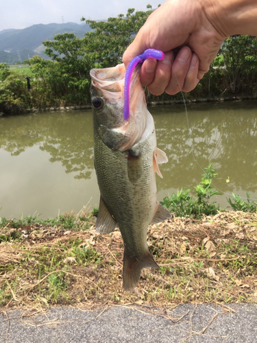 ラージマウスバスの釣果