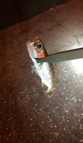 ムツの釣果