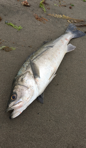 スズキの釣果