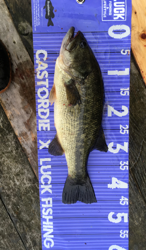 ブラックバスの釣果