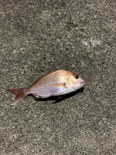 タイの釣果