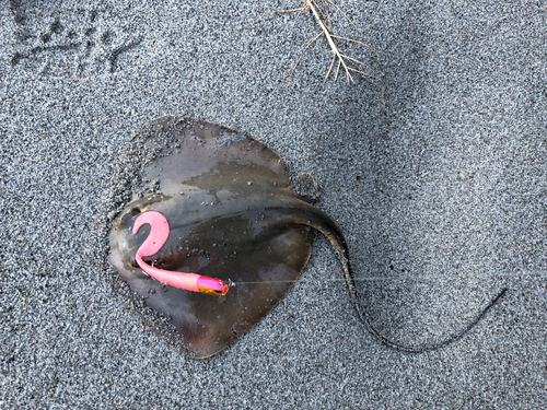 エイの釣果