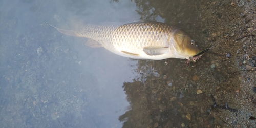 コイの釣果