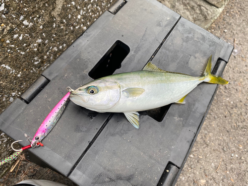 ワカシの釣果