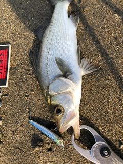 ヒラスズキの釣果