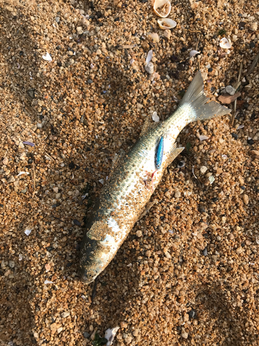 ツバスの釣果