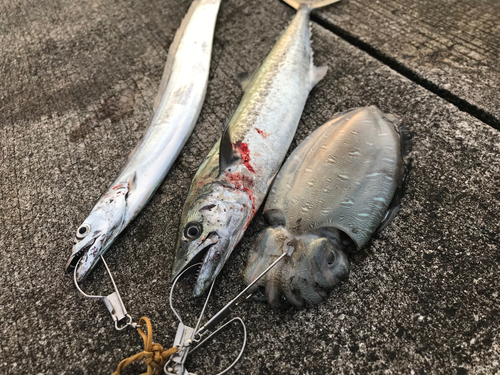 タチウオの釣果