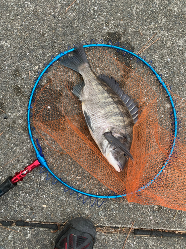 チヌの釣果