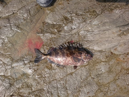 アイゴの釣果