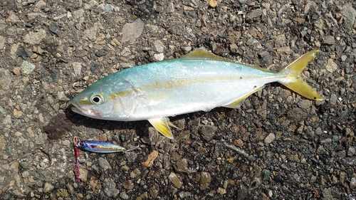 ワカナゴの釣果