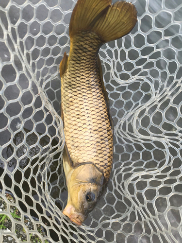 コイの釣果