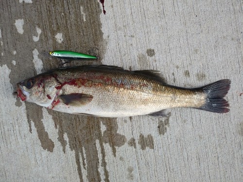 フッコ（マルスズキ）の釣果