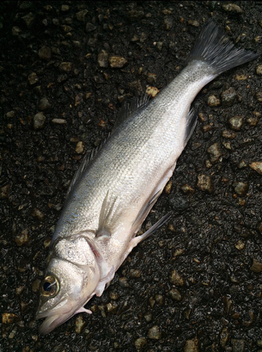 セイゴ（ヒラスズキ）の釣果