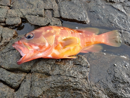 アカハタの釣果