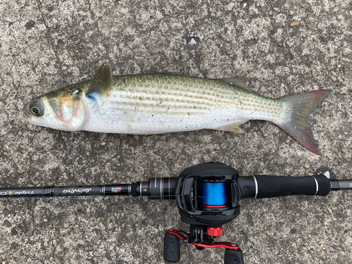 ボラの釣果